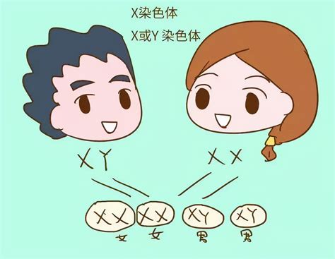 生男生生女生|生男孩生女孩？原来是它决定的